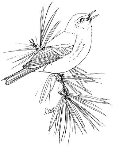 Pine Warbler Coloring Page